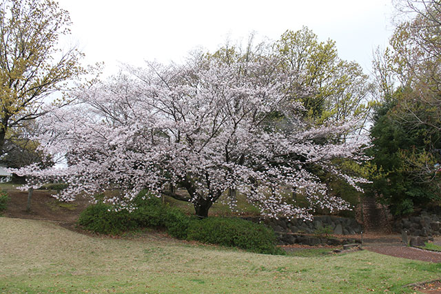 画像：千津公園桜の様子