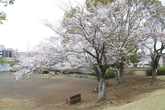 画像：千津公園桜の様子