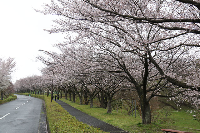 画像：総合運動公園桜の様子