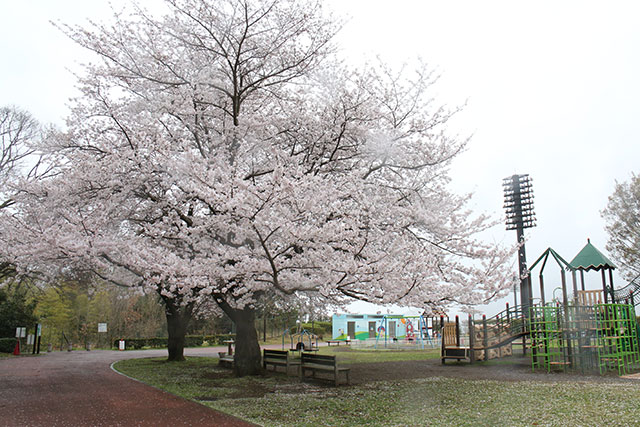 画像：総合運動公園桜の様子