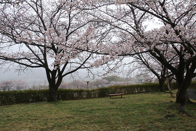 画像：総合運動公園桜の様子
