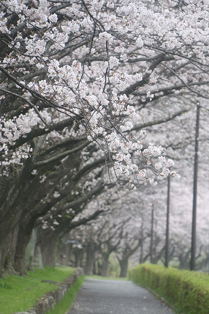 画像：総合運動公園桜の様子