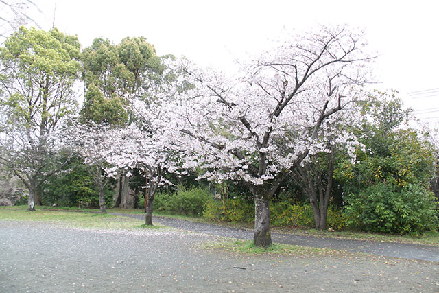 画像：谷戸岡公園桜の様子