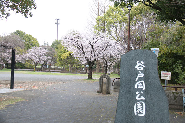 画像：谷戸岡公園桜の様子