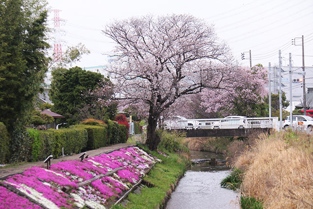 画像：渋田川の芝桜の様子