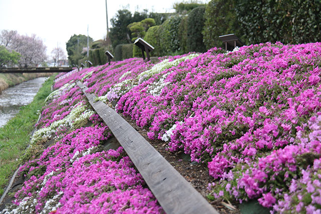 画像：渋田川の芝桜の様子