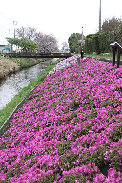 画像：渋田川の芝桜の様子