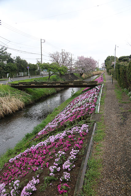 画像：渋田川の芝桜の様子