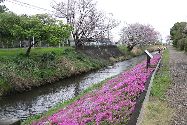 画像：渋田川の芝桜の様子