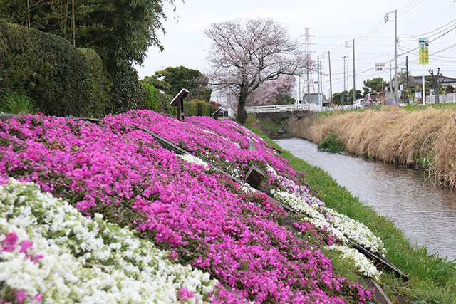 渋田川の芝桜の様子