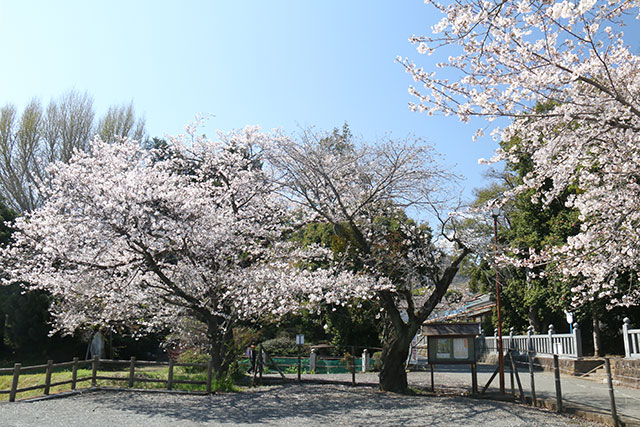 画像：三ノ宮比々多神社の様子