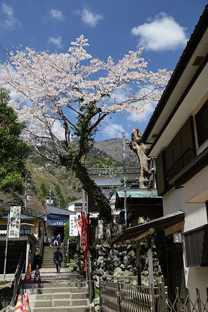 画像：大山の様子