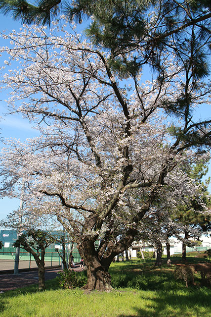 画像：鈴川公園の様子