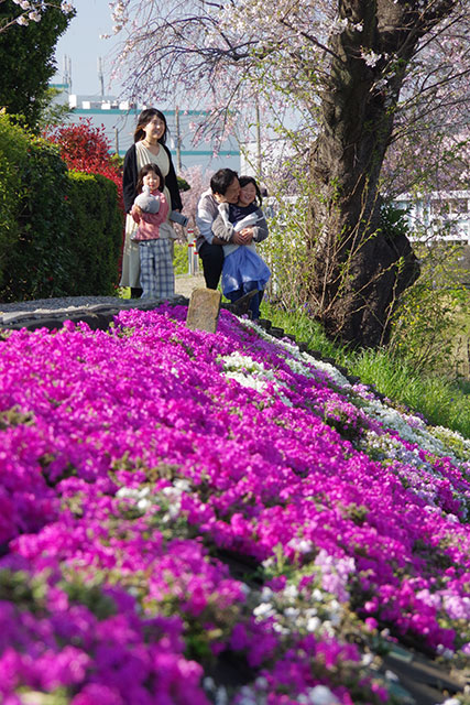 画像：渋田川沿いの様子