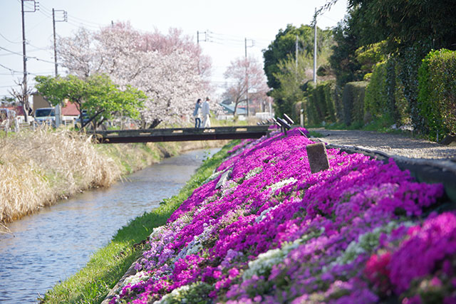 画像：渋田川沿いの様子