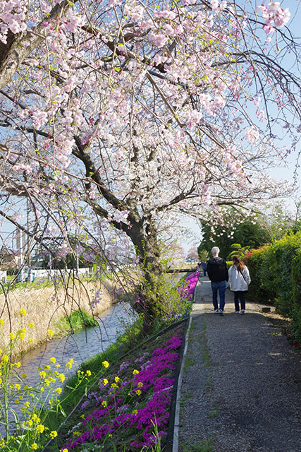 画像：渋田川沿いの様子