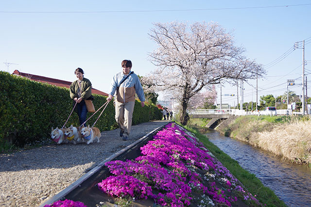 画像：渋田川沿いの様子