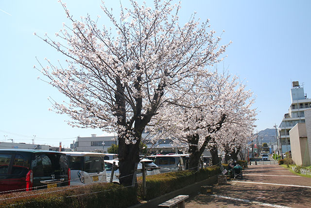 画像：市役所周辺の様子