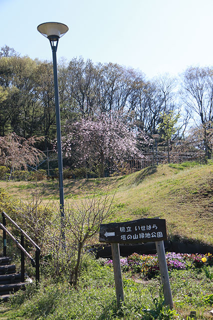 画像：塔の山緑地公園の様子