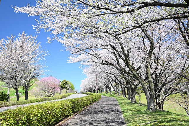 画像：総合運動公園の様子
