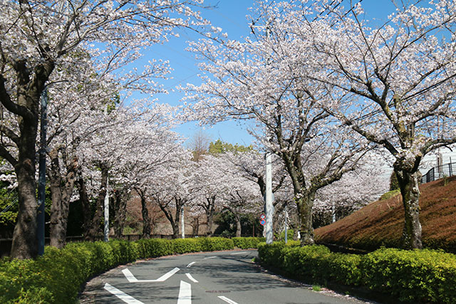 画像：谷戸岡さくら通りの様子