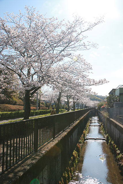 画像：谷戸岡さくら通りの様子