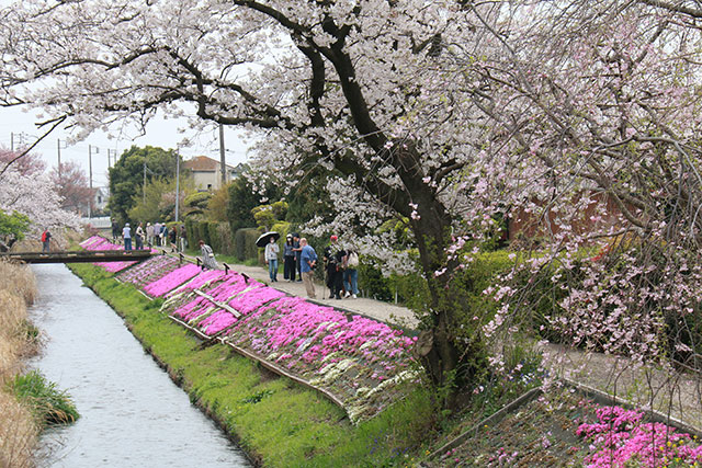画像：渋田川沿いの芝桜の様子