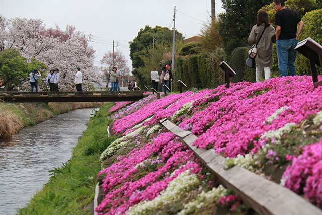 画像：渋田川沿いの芝桜の様子
