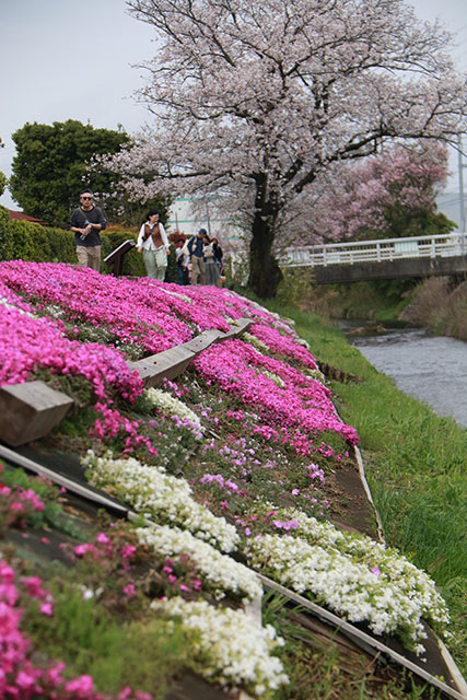 画像：渋田川沿いの芝桜の様子