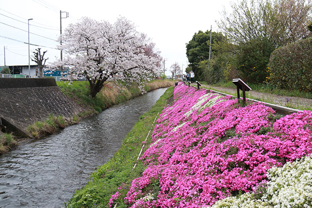 画像：渋田川沿いの芝桜の様子
