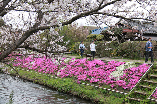 渋田川沿いの芝桜の様子