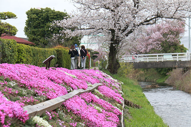 画像：渋田川沿いの芝桜の様子