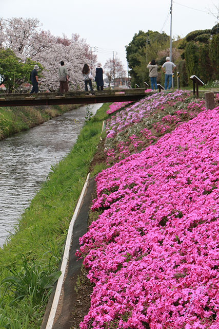 画像：渋田川沿いの芝桜の様子