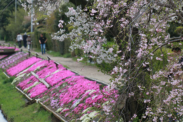 画像：渋田川沿いの芝桜の様子
