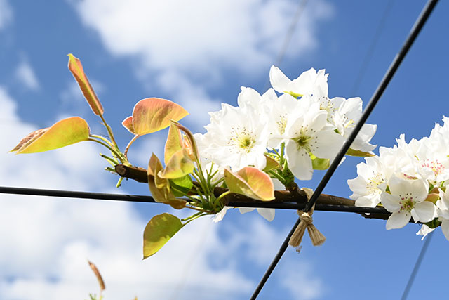 画像：ナシの花の様子