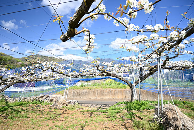 画像：ナシの花の様子