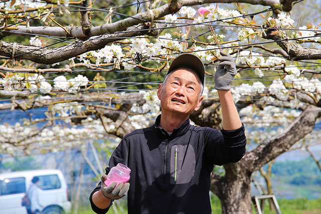 ナシの花の受粉の様子