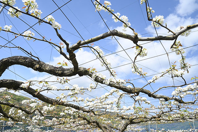 画像：ナシの花の受粉の様子