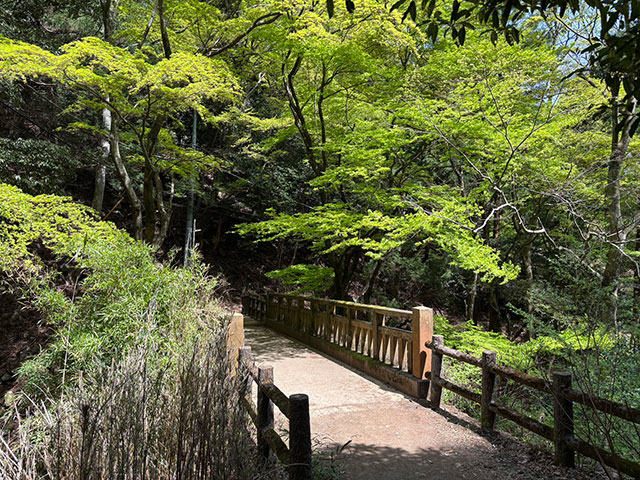 画像：大山登山道の様子