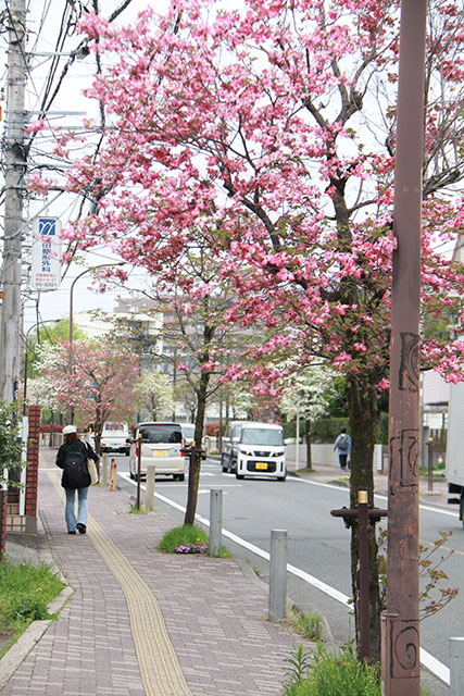 画像：市内の花の様子