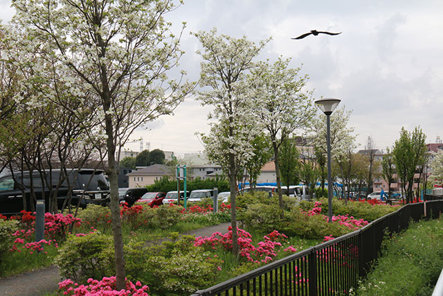 画像：市内の花の様子