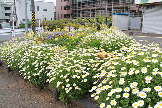 画像：市内の花の様子