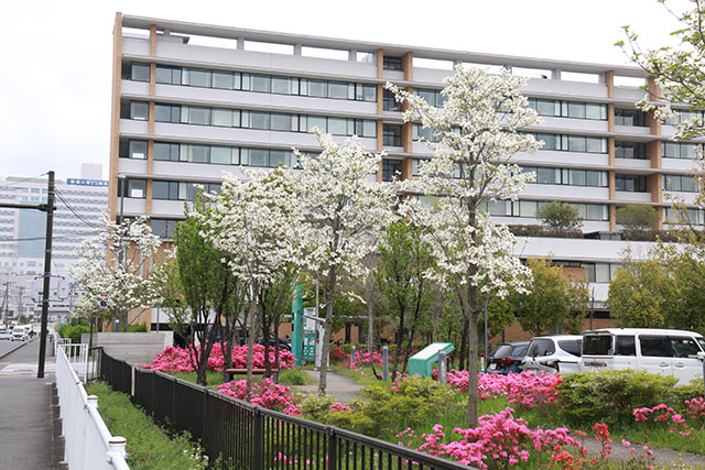 画像：市内の花の様子