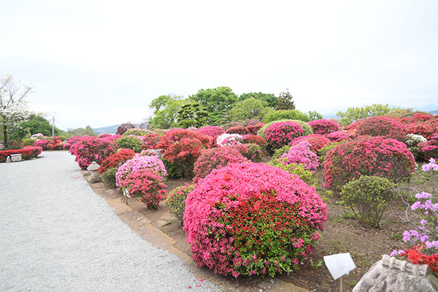画像：杉山土建つつじ園の様子