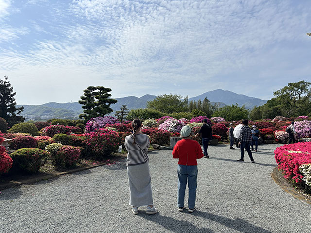 画像：満開の杉山土建つつじ園のつつじ