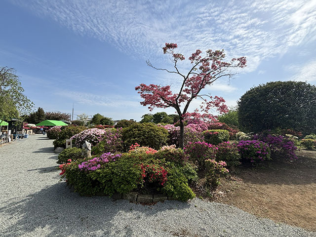 画像：満開の杉山土建つつじ園のつつじ
