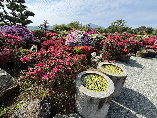 画像：満開の杉山土建つつじ園のつつじ