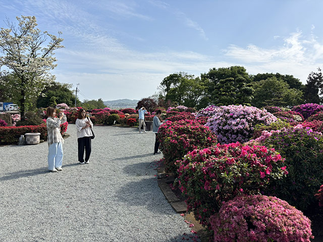 画像：満開の杉山土建つつじ園のつつじ