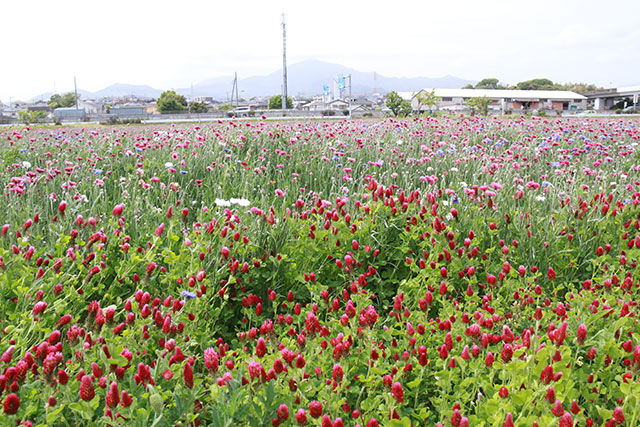 画像：大田地区内の花の様子