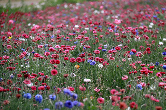 画像：大田地区内の花の様子